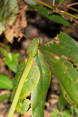 Boiga cyanea