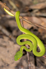 Trimeresurus macrops