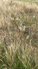Magnoliopsida