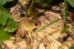 Occidozyga martensii