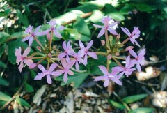 Epidendrum