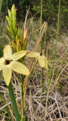 Ixia paniculata
