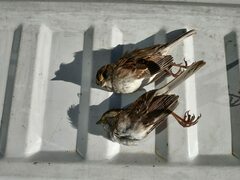 Zonotrichia albicollis