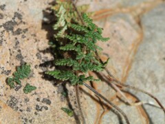 Cheilanthes contracta