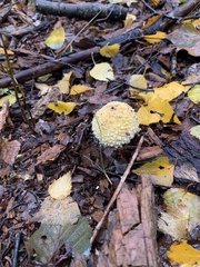 Amanita junquillea