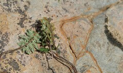 Cheilanthes contracta