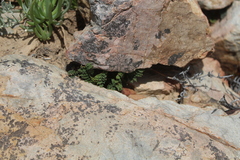 Cheilanthes contracta