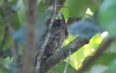 Otus lempiji