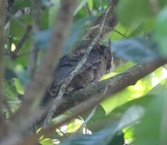 Otus lempiji