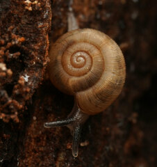 Elsothera sericatula