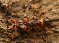 Orectognathus versicolor