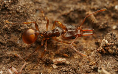 Orectognathus versicolor