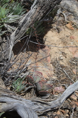 Adromischus maculatus
