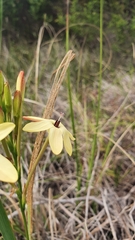 Ixia paniculata