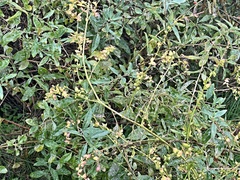Atriplex sagittata