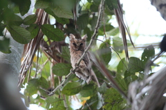 Otus lempiji