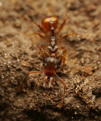 Orectognathus versicolor