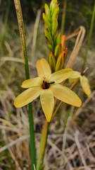 Ixia paniculata