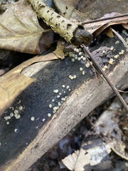 Helicogloea compressa