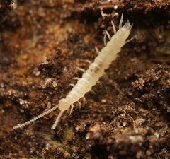 Scutigerellidae