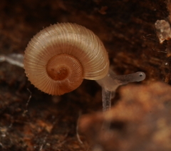 Elsothera sericatula