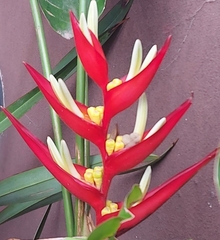 Heliconia farinosa