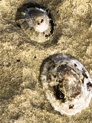 Patella rustica