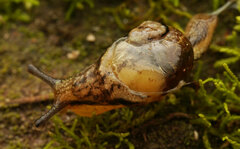 Helicarion cuvieri