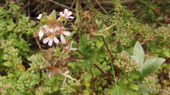 Pelargonium grossularioides