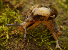 Helicarion cuvieri
