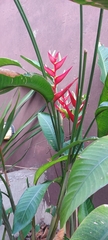 Heliconia farinosa