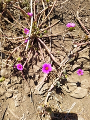 Caryophyllales
