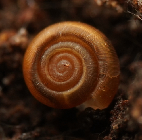 Macrophallikoropa belli observed 2022-09-08