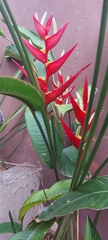 Heliconia farinosa