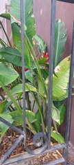 Heliconia farinosa