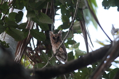 Otus lempiji