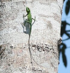 Bronchocela cristatella