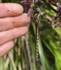 Hemicordulia australiae