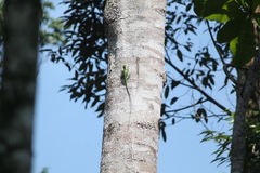 Bronchocela cristatella