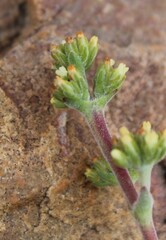 Crassula nudicaulis