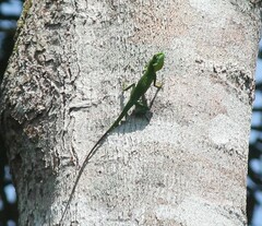 Bronchocela cristatella