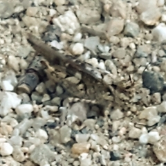 Acrotylus