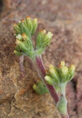 Crassula nudicaulis