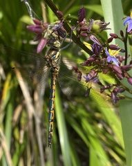 Hemicordulia australiae
