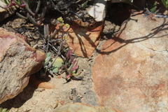 Crassula nudicaulis