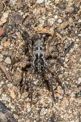 Artoriinae