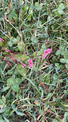 Persicaria longiseta