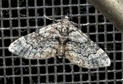Eucymatoge peplodes