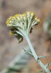Helichrysum hebelepis
