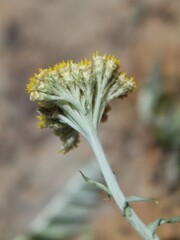 Helichrysum hebelepis